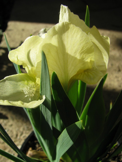 6 - Iris germanica si Iris pumila 2011