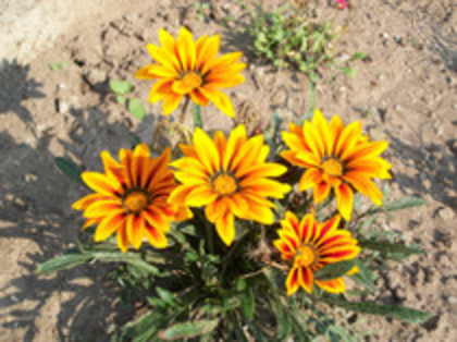 gazania