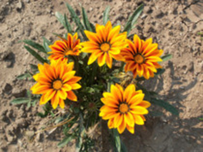 gazania - 4 2011 PLANTE GRADINA A-R