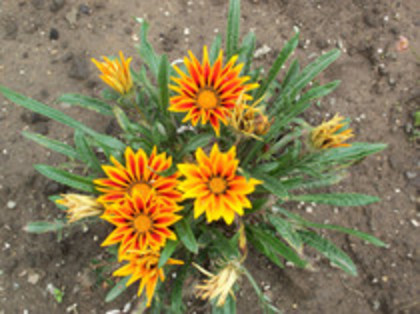 gazania