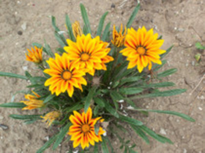 gazania