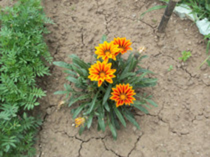 gazania