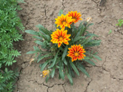 gazania