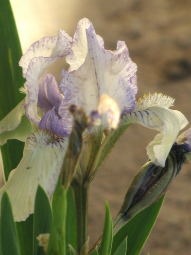 7 - Iris germanica si Iris pumila 2011