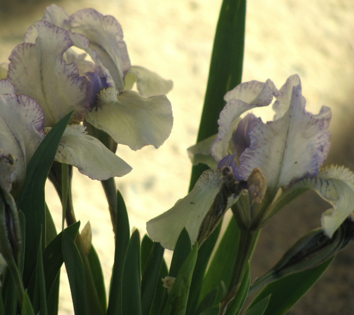 8 - Iris germanica si Iris pumila 2011