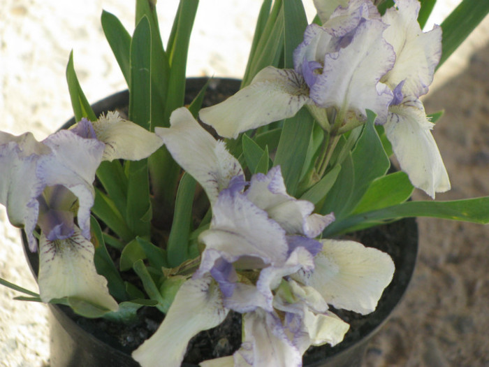 9 - Iris germanica si Iris pumila 2011