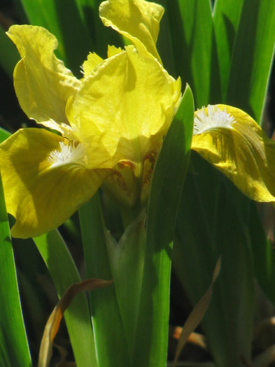 10 - Iris germanica si Iris pumila 2011