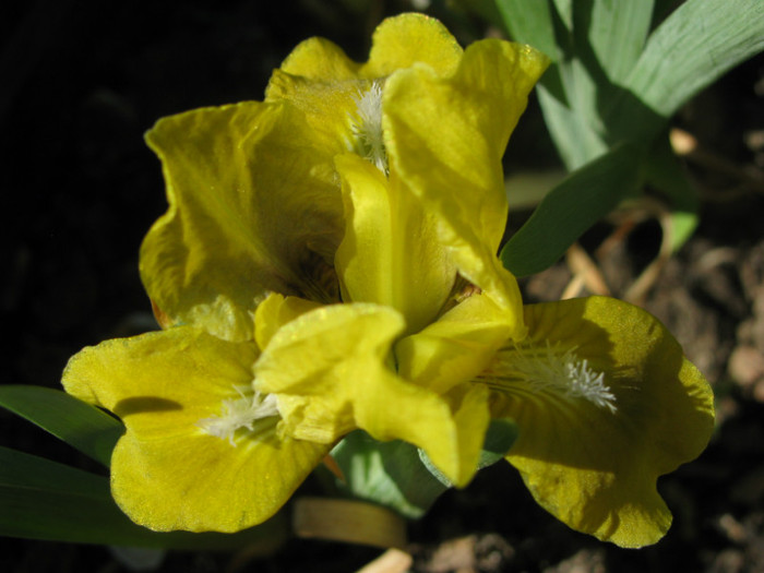 11 - Iris germanica si Iris pumila 2011