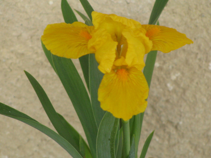 12 - Iris germanica si Iris pumila 2011