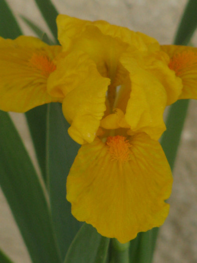 13 - Iris germanica si Iris pumila 2011