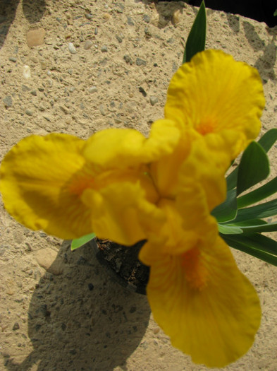 14 - Iris germanica si Iris pumila 2011