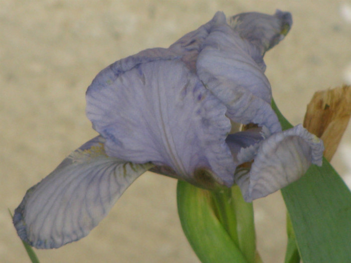 15 - Iris germanica si Iris pumila 2011