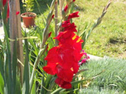 gladiole rosii