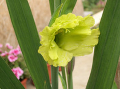 gladiola vernila