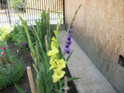 gladiole