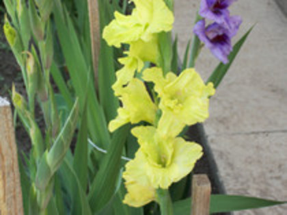 gladiola vernila
