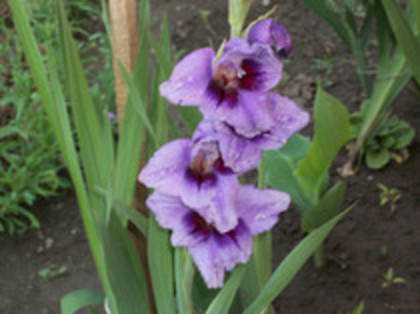 gladiola Passos