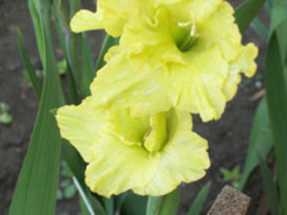 gladiola vernila