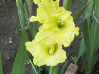 gladiola vernila