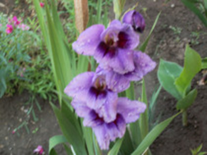 gladiola Passos