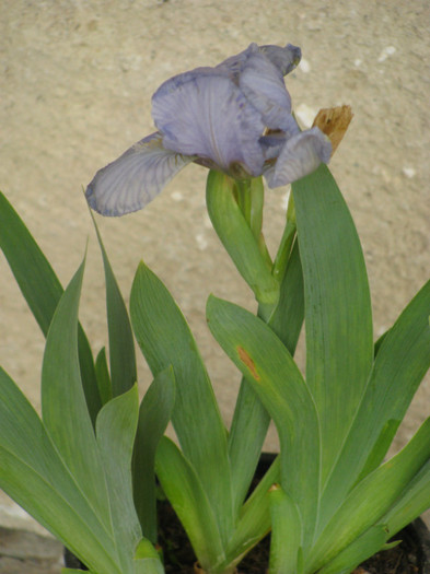 16 - Iris germanica si Iris pumila 2011
