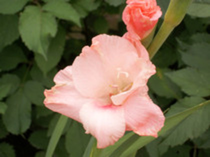 gladiola Coral Lace