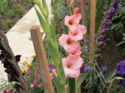 gladiola Coral Lace