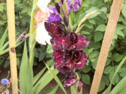 gladiola Black Surprise