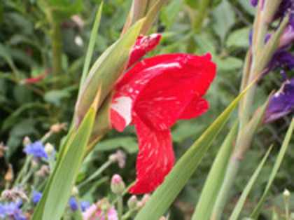 gladiola zizanie - 4 2011 PLANTE GRADINA A-R