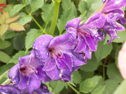 gladiole - 4 2011 PLANTE GRADINA A-R