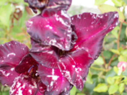 gladiola Black Surprise