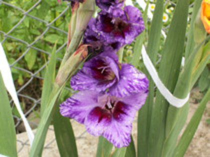 gladiola Passos