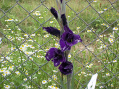 gladiole