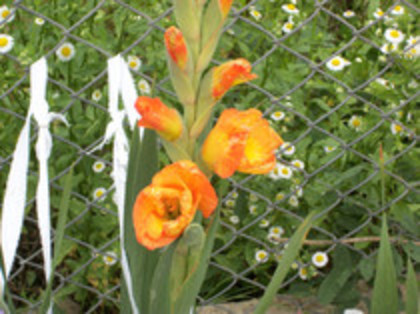 gladiole