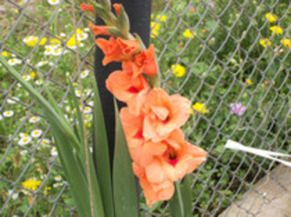 gladiole