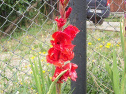 gladiole - 4 2011 PLANTE GRADINA A-R