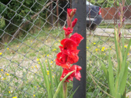 gladiole