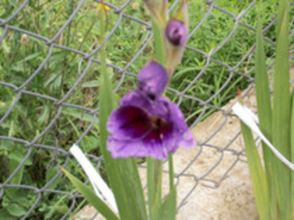 gladiola Passos