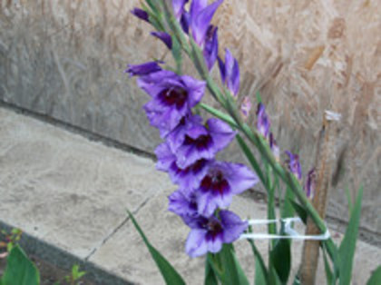 gladiola Passos - 4 2011 PLANTE GRADINA A-R
