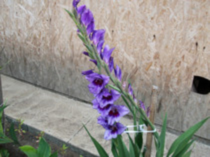 gladiola Passos