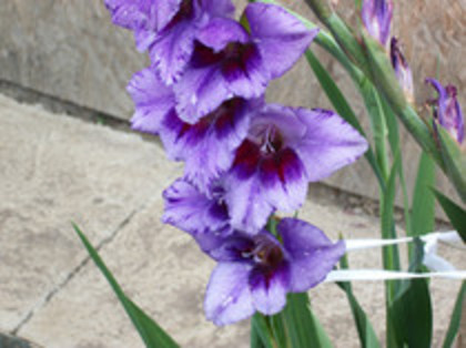 gladiola Passos