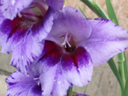 gladiola Passos