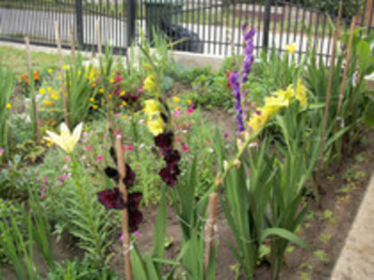 gladiole