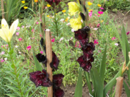 gladiola Black Surprise