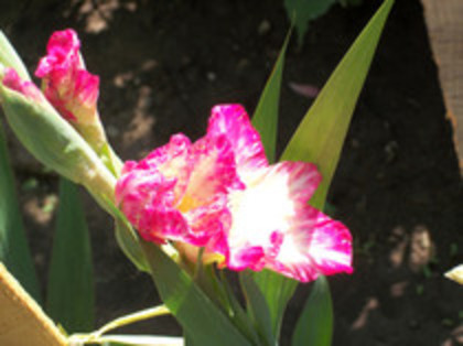 gladiole