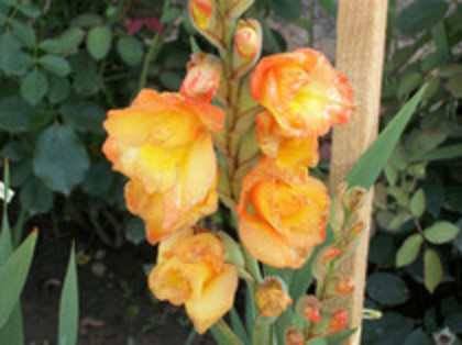gladiole