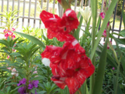gladiola zizanie