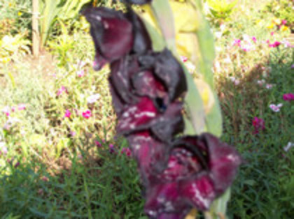 gladiola Black Surprise - 4 2011 PLANTE GRADINA A-R
