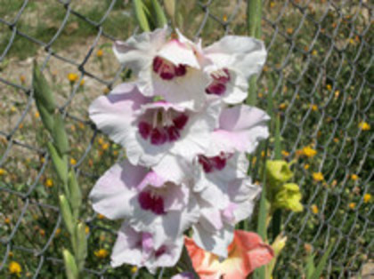 gladiole