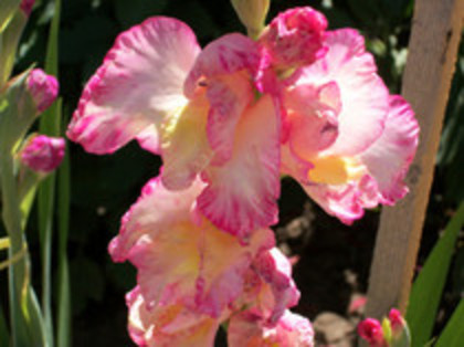gladiole